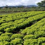 Agricultura de Mogi das Cruzes