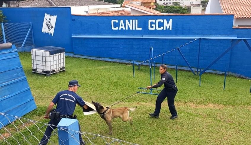 Guarda Municipal Mogi das Cruzes - Canil - Cães