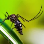 Mosquito da Dengue - Aedes Aegypti