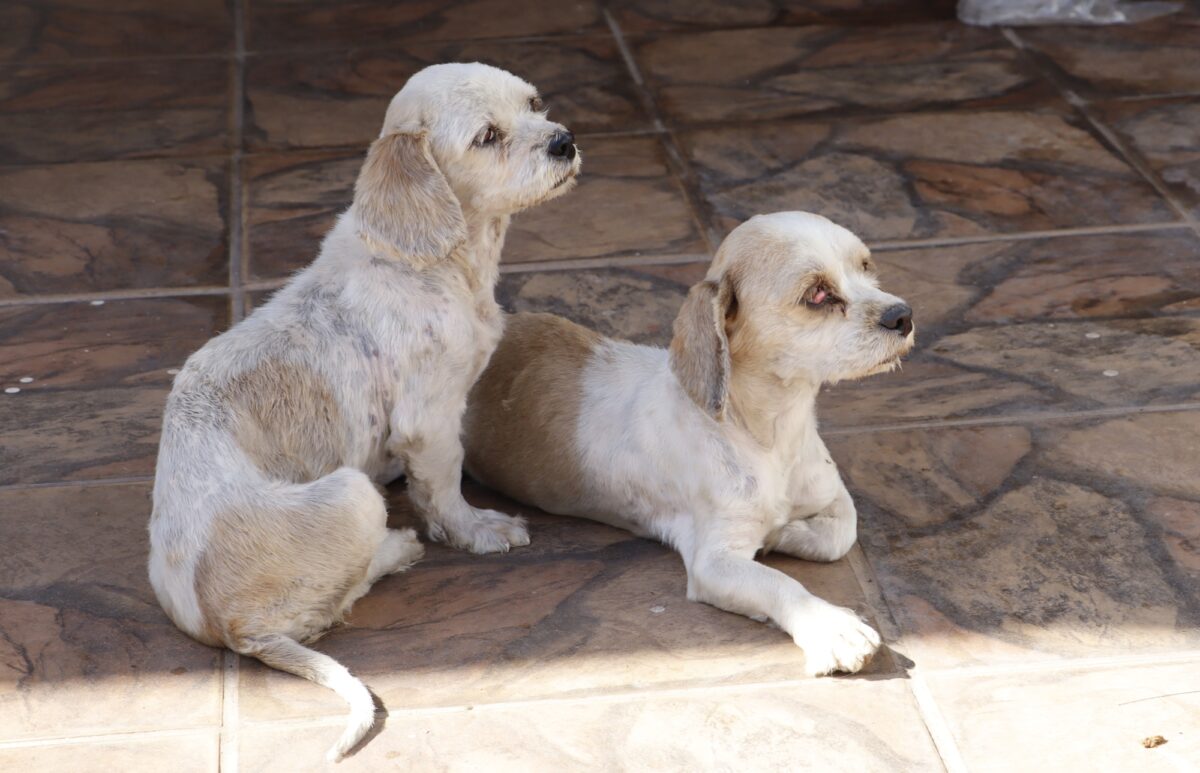 Cachorros vítimas de maus tratos em Suzano