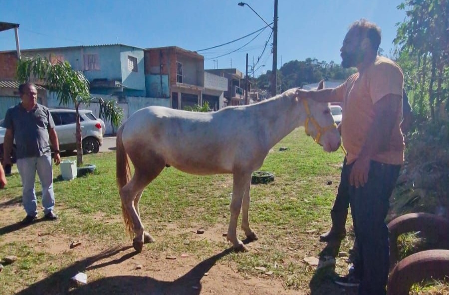 Cavalo resgatado em Suzano