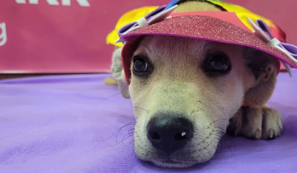 Feira de adoção