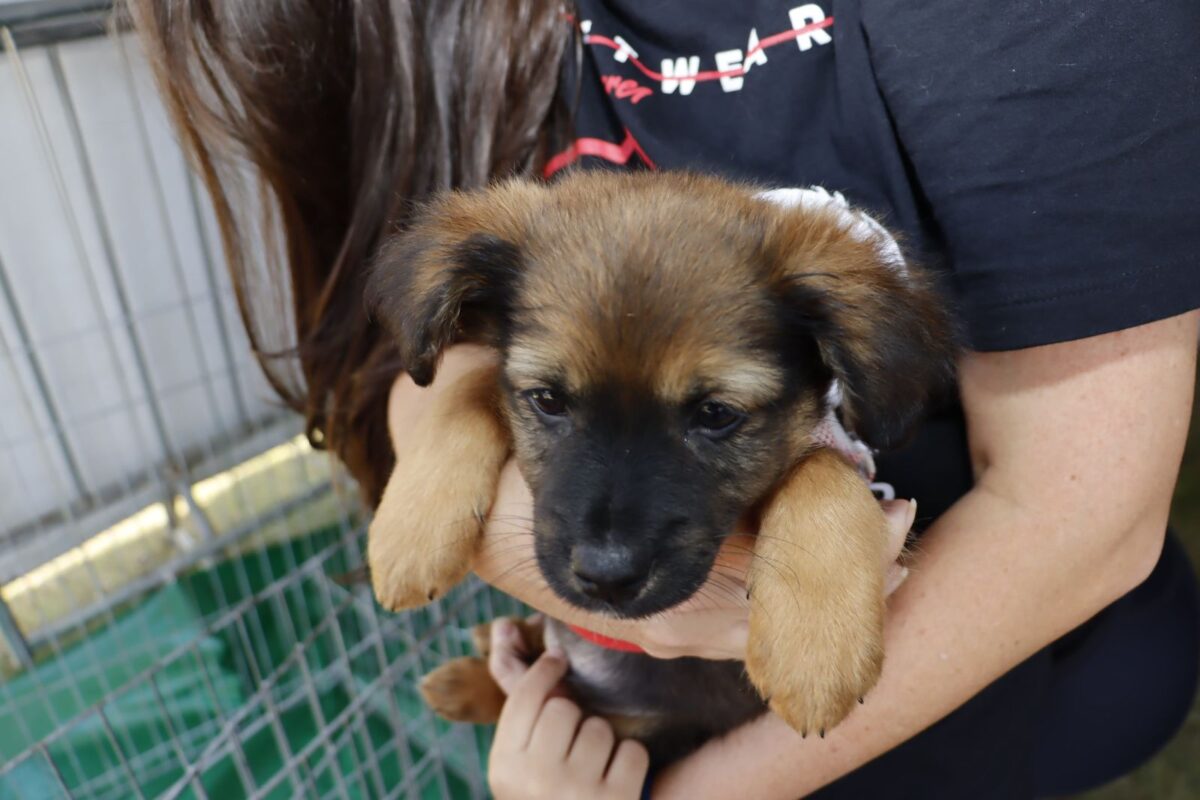 Feira de adoção pet em Suzano