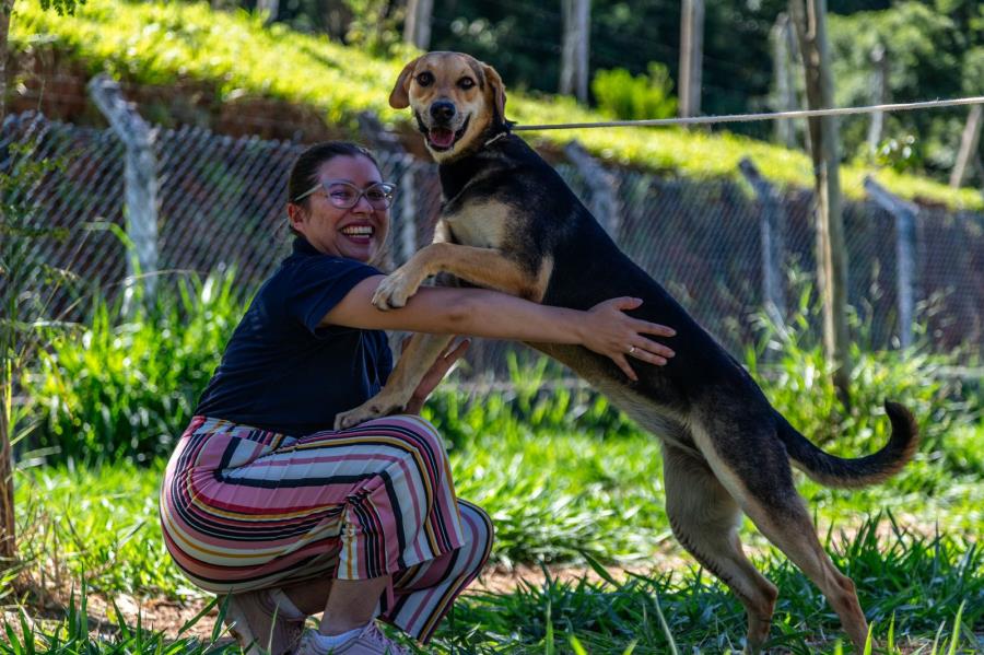 Adoção de Cães Guararema