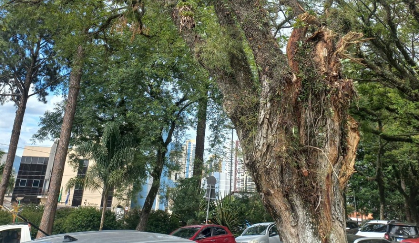 Árvore com risco de queda no Cemitério São Salvador