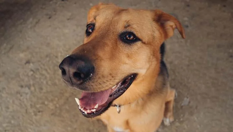 Cachorro Caramelo