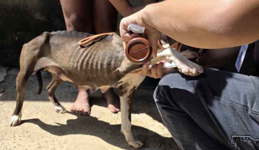 Cão vítima de maus tratos em Mogi das Cruzes