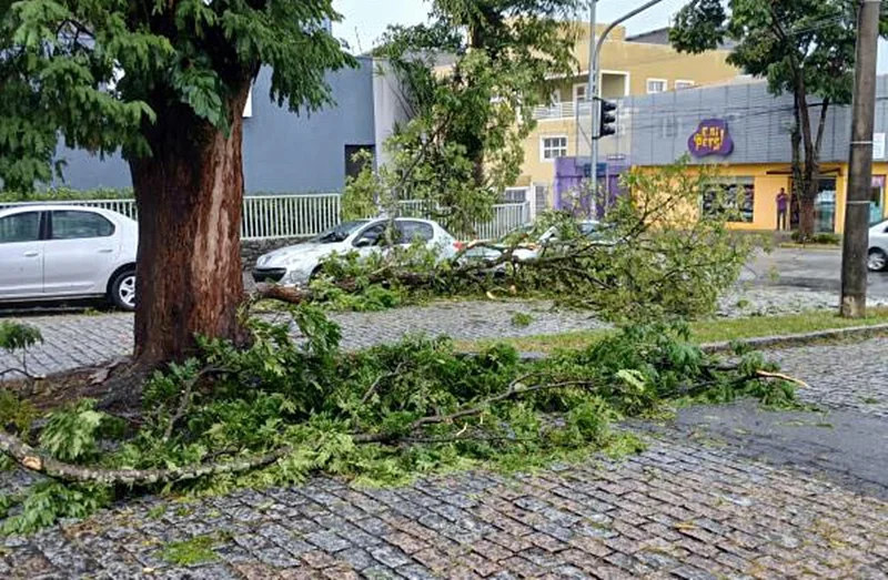 Queda de árvores em Mogi das Cruzes