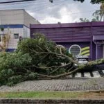 Queda de árvore na rua Braz de Pina em Mogi das Cruzes