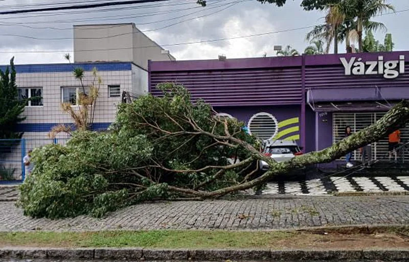 Queda de árvore na rua Braz de Pina em Mogi das Cruzes