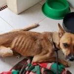 Animais Resgatados Mogi das Cruzes