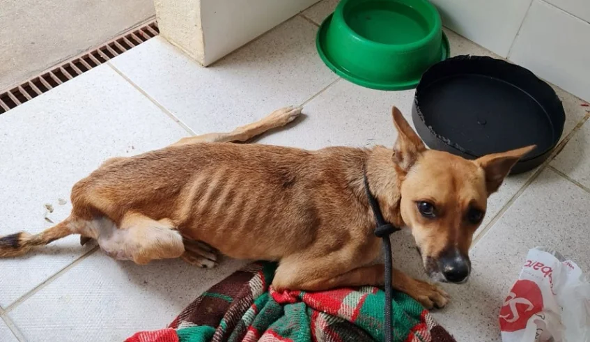 Animais Resgatados Mogi das Cruzes