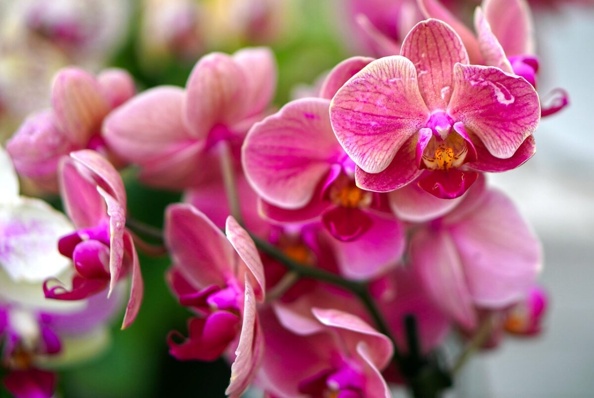 Orquídeas