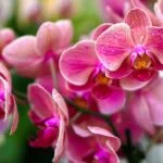 Orquídeas