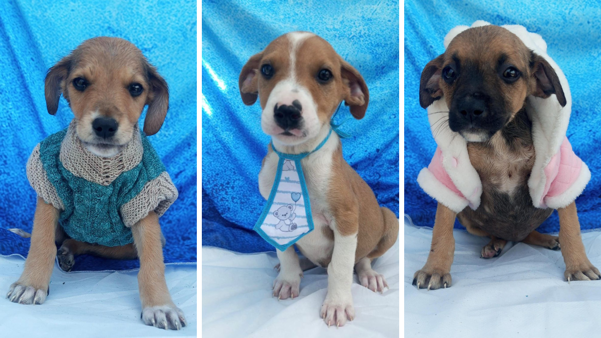 Animais Para Adotar Itaqua