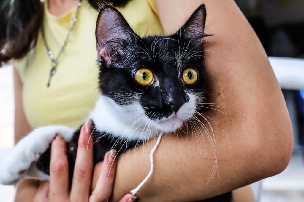 Castração Animal Ferraz