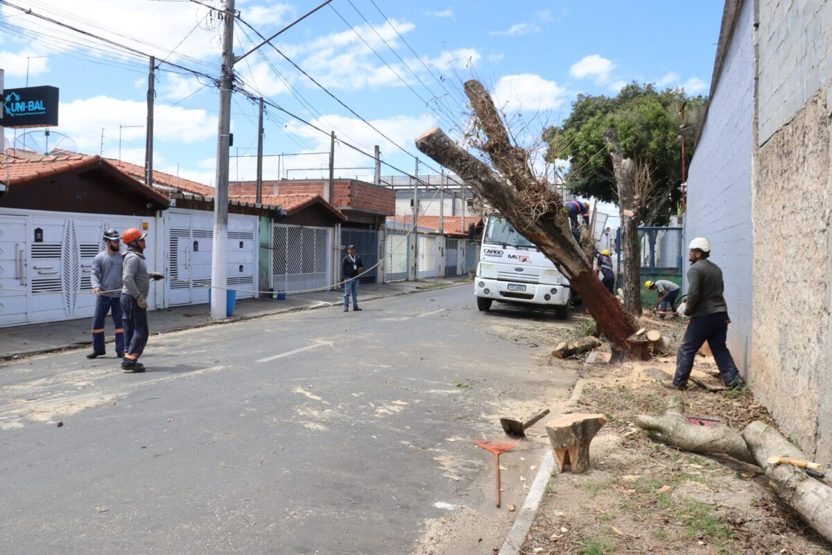 Arvores Vila Figueira Suzano