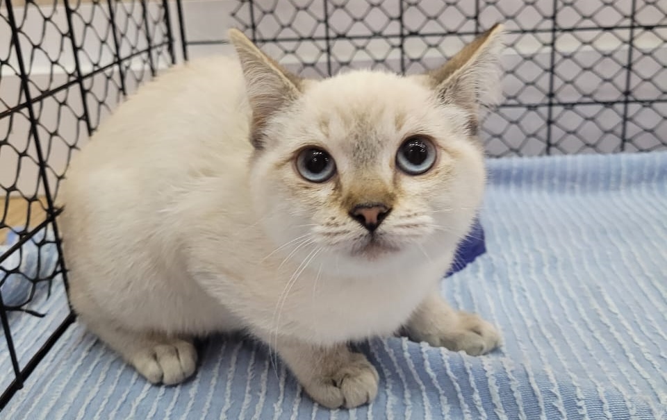 Adoção Consciente - Feira Pet (5)