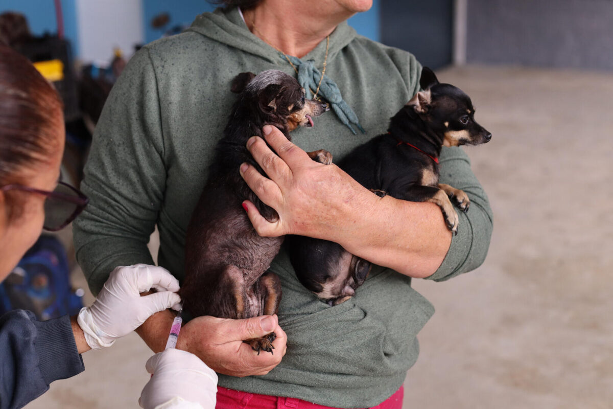 Vacinação Antirrábica Guararema