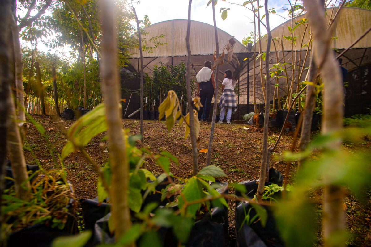 Ilha Grande Guararema