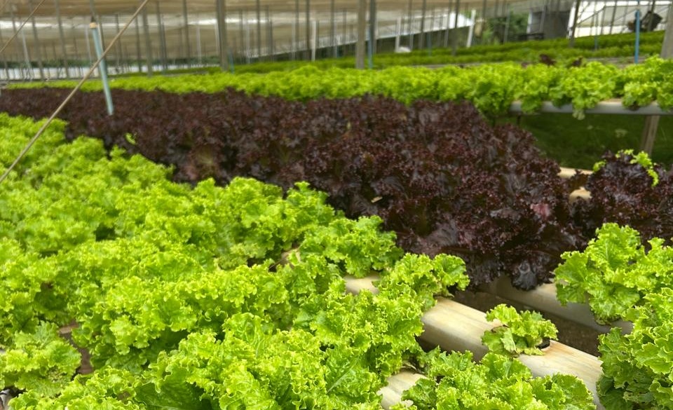 Plantação de hortaliças - alface - em Mogi das Cruzes