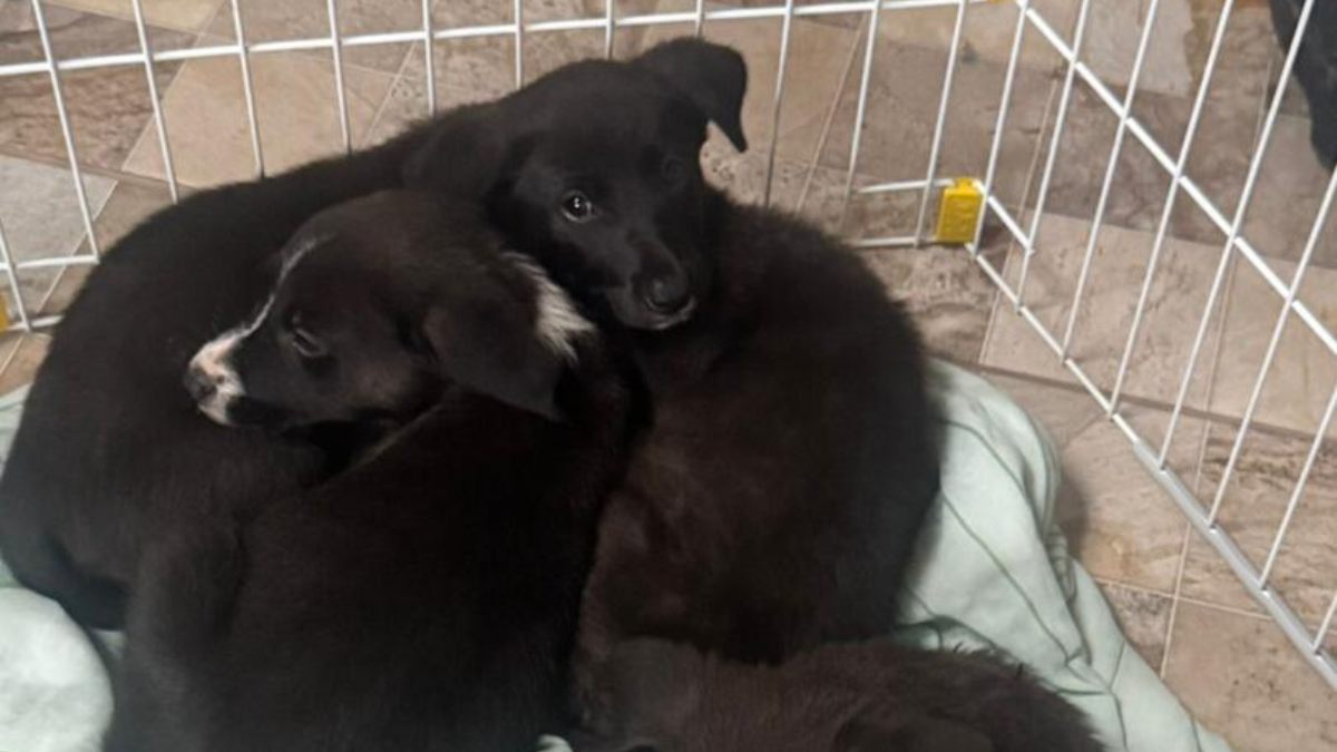 Causa Animal GCM Suzano