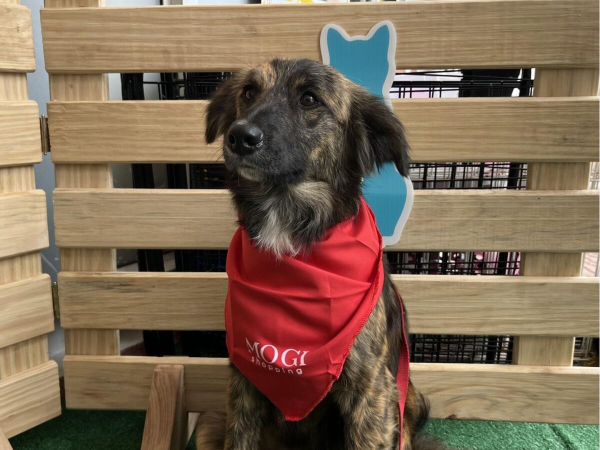 Causa Animal Mogi das Cruzes