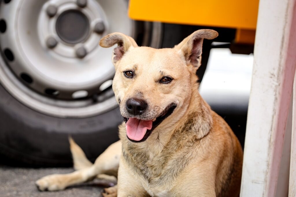 Mutirão Ferraz de Vasconcelos