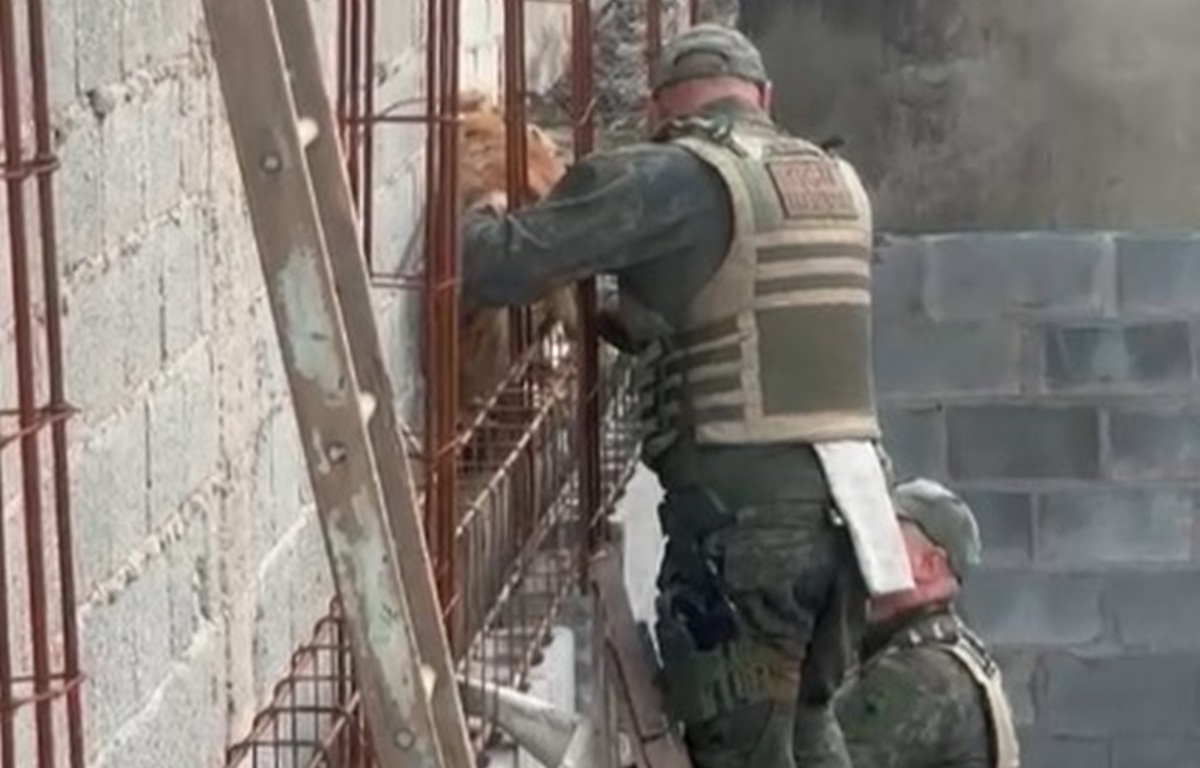 Resgate de cães