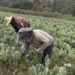 Agricultura