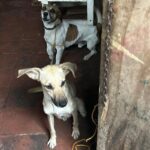 Resgate de Animais Suzano