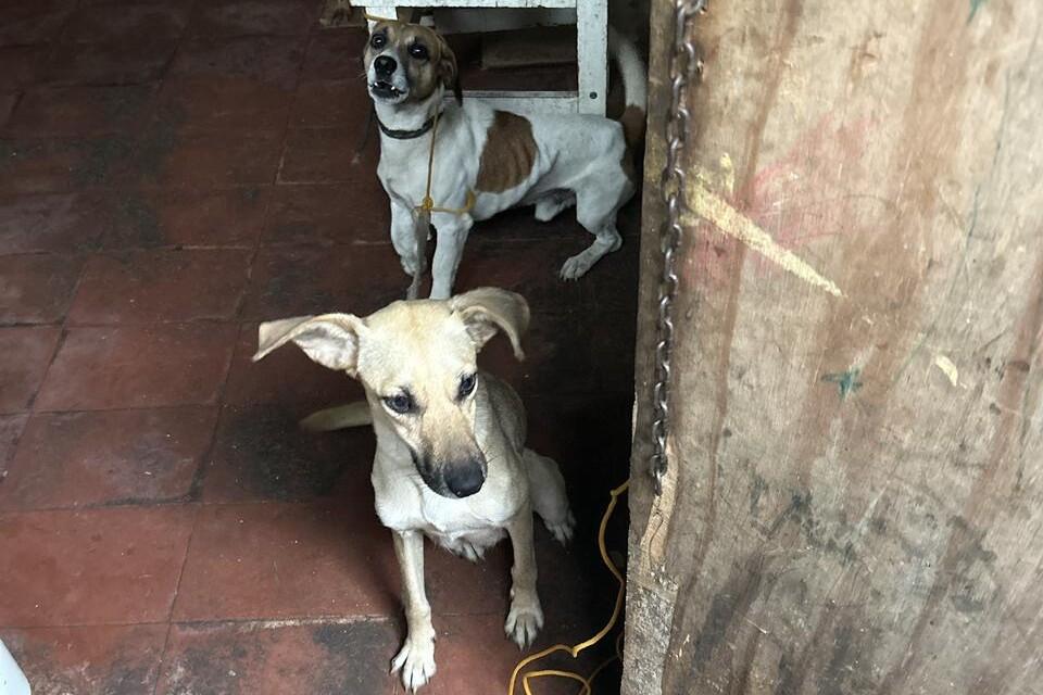 Resgate de Animais Suzano