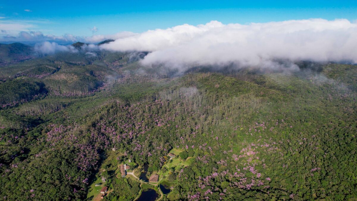 Mata Atlântica em Biritiba Mirim