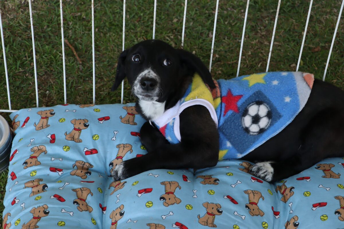 Roupinha Pet
