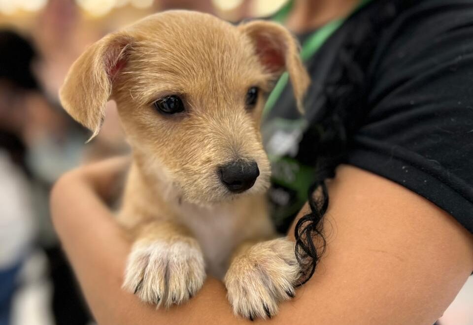 Adoção pet