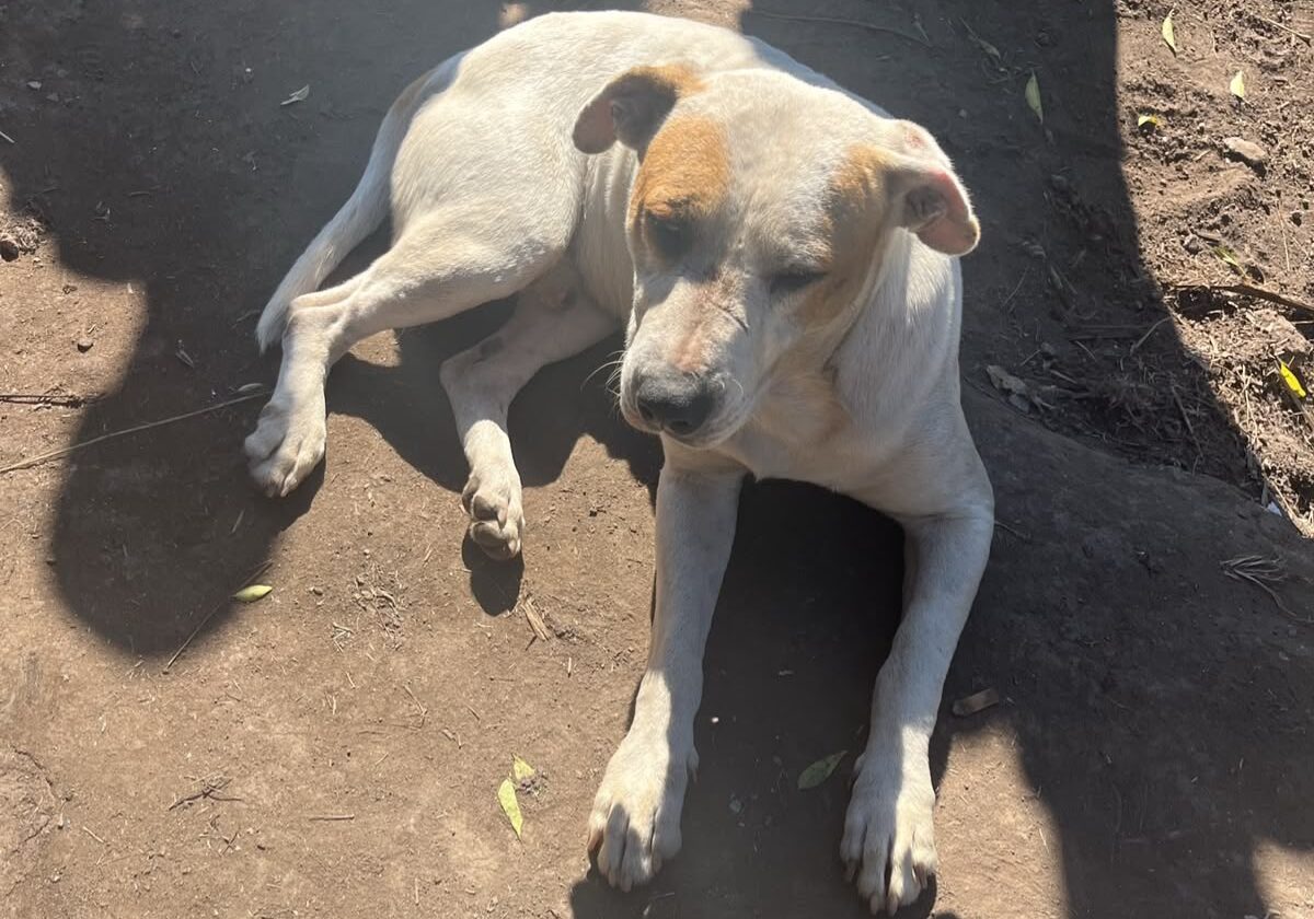Cão vítima de maus tratos