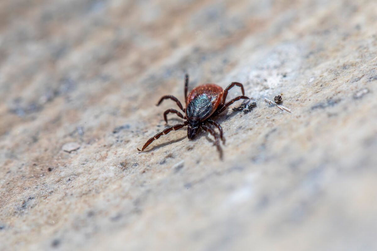Febre maculosa