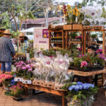Estância Turística de Guararema realiza Festival de Flores e Licores neste fim de semana - Guararema - Crédito foto Warley Kenji - Comunicação PMG (1)