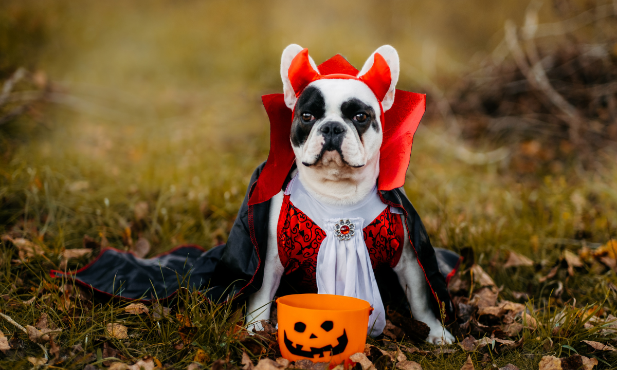 Halloween para cães