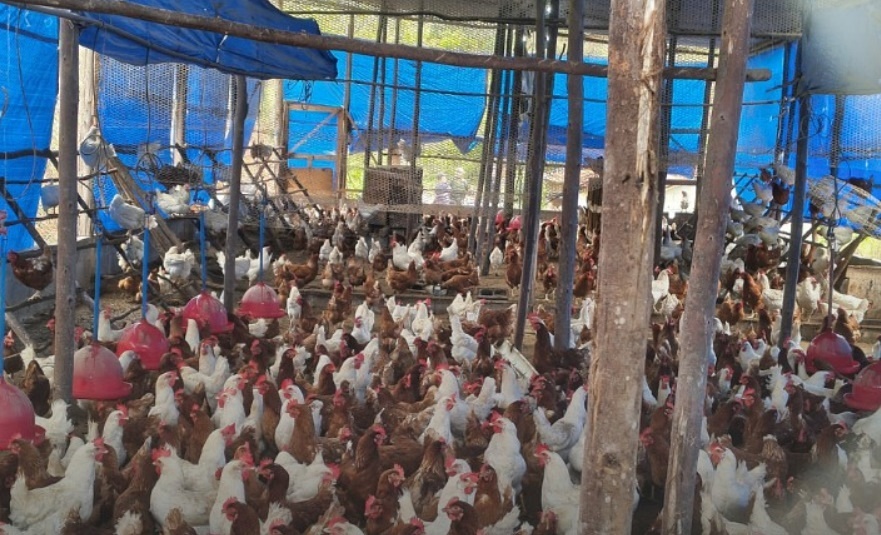 granja
